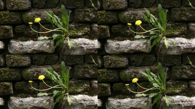 黄绿蒲公英在明亮的春光下从石壁架的裂缝中生长出来，带有石质外观。健康和家庭医学概念