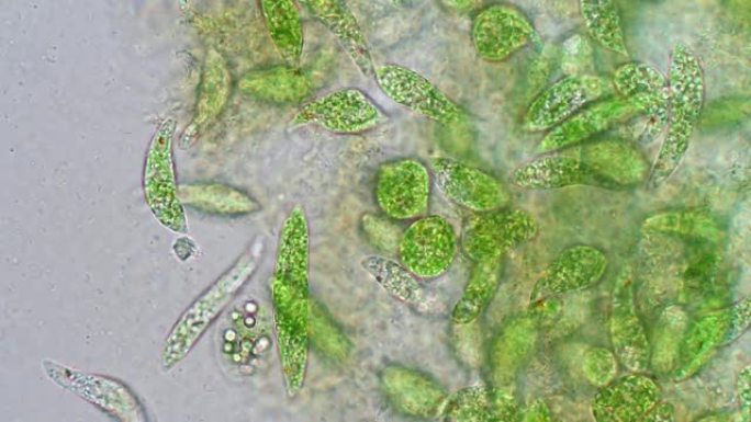 Euglena是在微观上进行教育的单细胞鞭毛真核生物的一种。