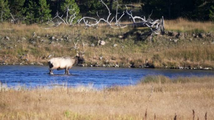 行走在黄石国家公园麦迪逊河的公牛麋鹿
