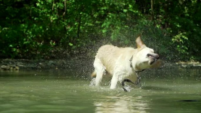 湿狗在慢动作中甩掉水的特写镜头。成年拉布拉多人在河里沐浴，享受大自然。有趣的动物。