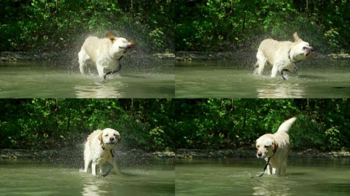 湿狗在慢动作中甩掉水的特写镜头。成年拉布拉多人在河里沐浴，享受大自然。有趣的动物。