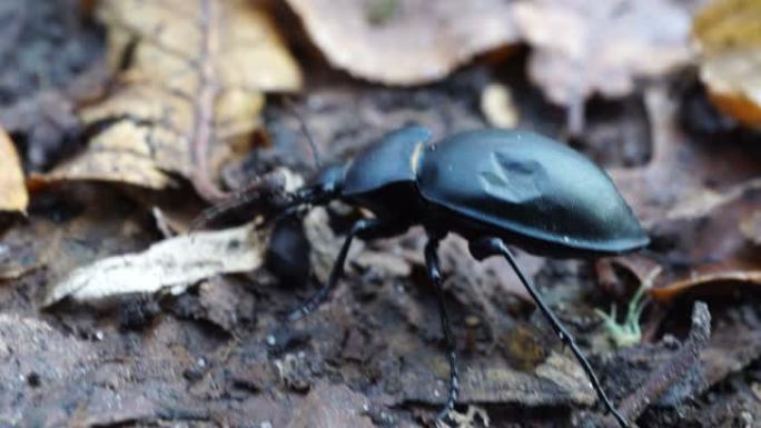 一只黑色的大甲虫在落叶上爬行