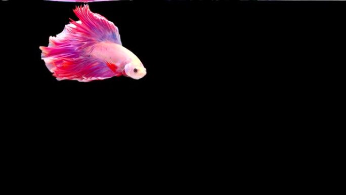 暹罗斗鱼 (Betta splendens) 的慢动作，众所周知的名字是Plakat Thai