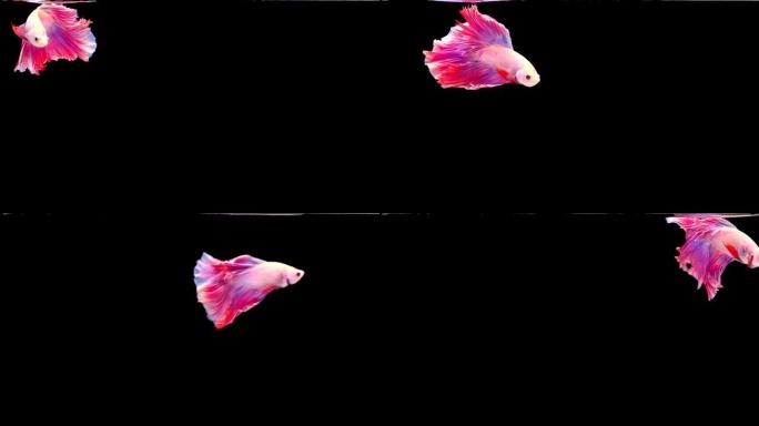 暹罗斗鱼 (Betta splendens) 的慢动作，众所周知的名字是Plakat Thai
