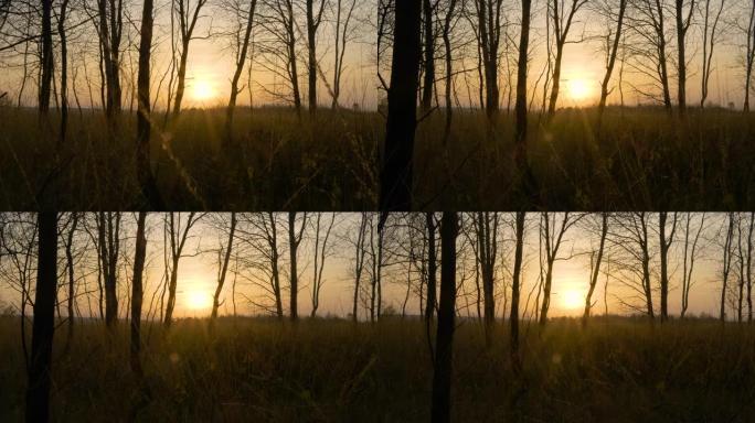 日落时的秋天森林。自然景观和背景