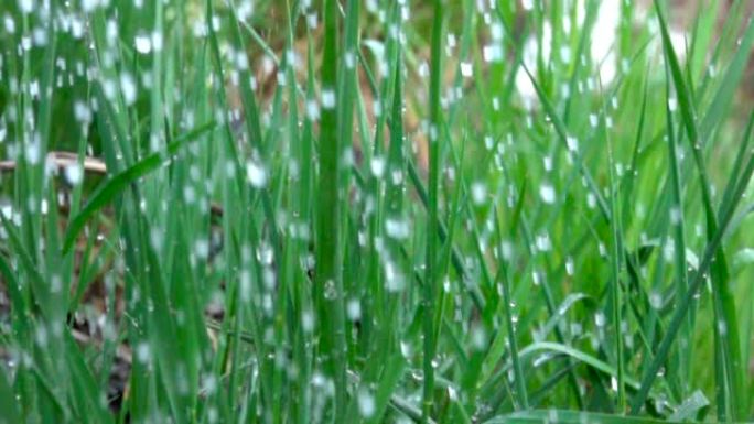 雨水滴落在绿草上。水雨滴与新鲜的绿叶为大自然。特写。慢动作。水滴落在绿叶上。特写。草地上的水滴。