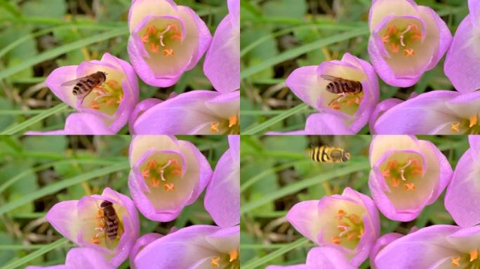 粉红色花瓣上的飞蜂