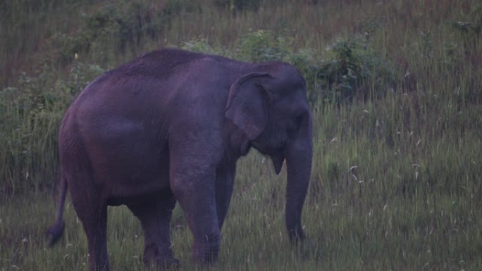 动物: 亚洲象 (elepha maximus)