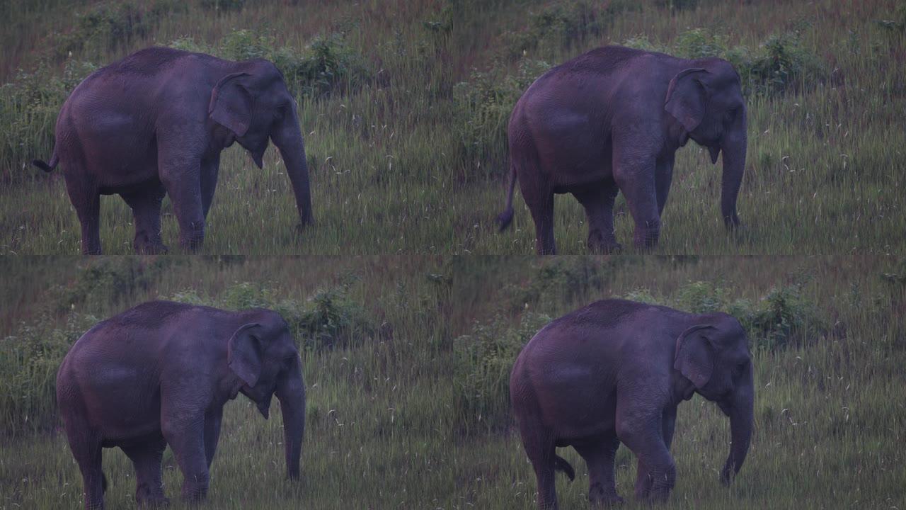 动物: 亚洲象 (elepha maximus)
