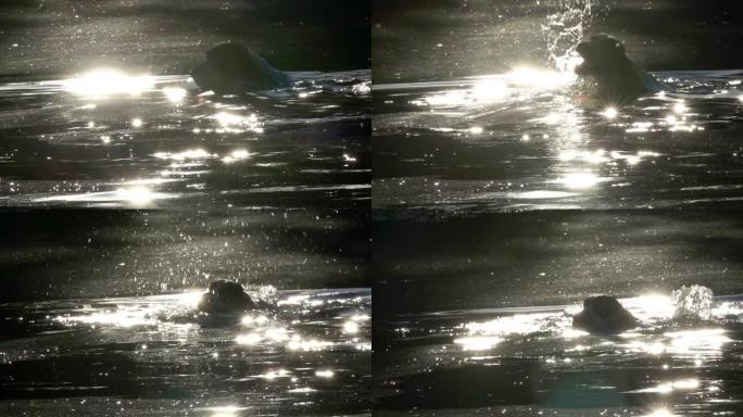 英国可卡犬在水中游泳和飞溅