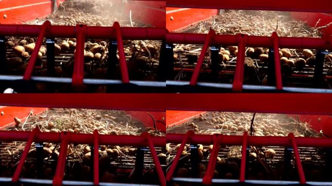特写镜头，土豆块茎在特殊的机器胶带上移动，一台特殊的拖拉机挖出土豆，然后将其倒入卡车的后部。在农田上