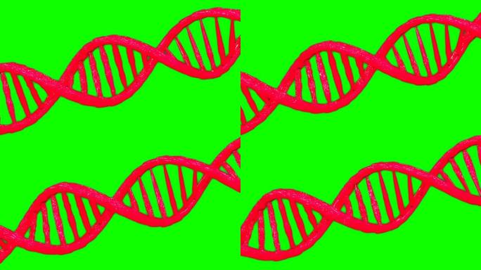 红色dna双螺旋遗传模型动画