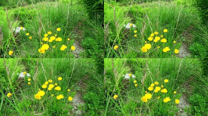 高山景观上的猫耳花 (Hypochaeris)。