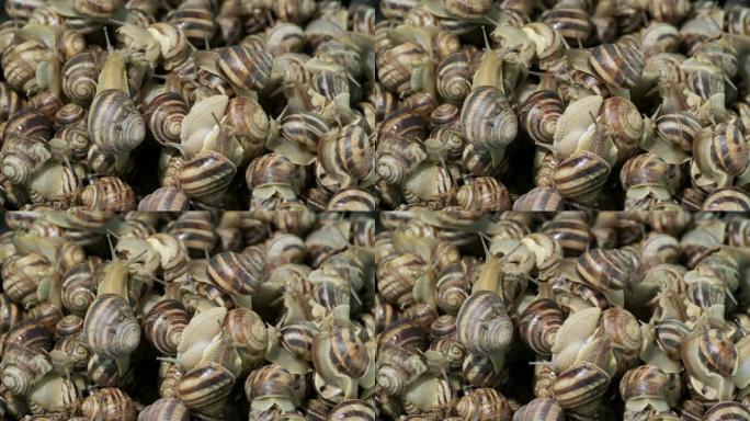白唇蜗牛 (Cepaea hortensis) 的特写，活蜗牛的背景。顶视图-4K/60fps