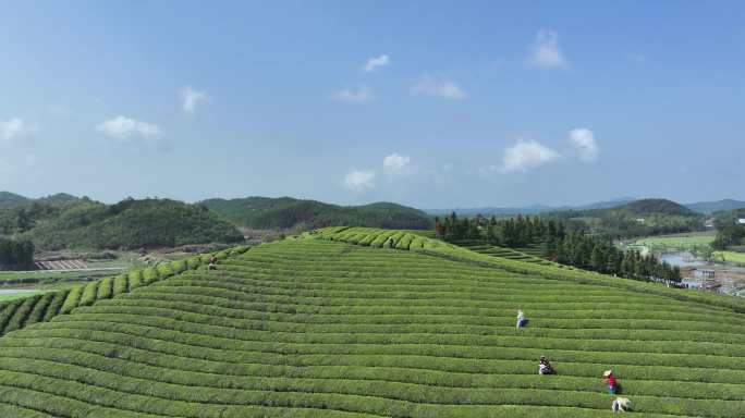 蓝天下的茶山航拍