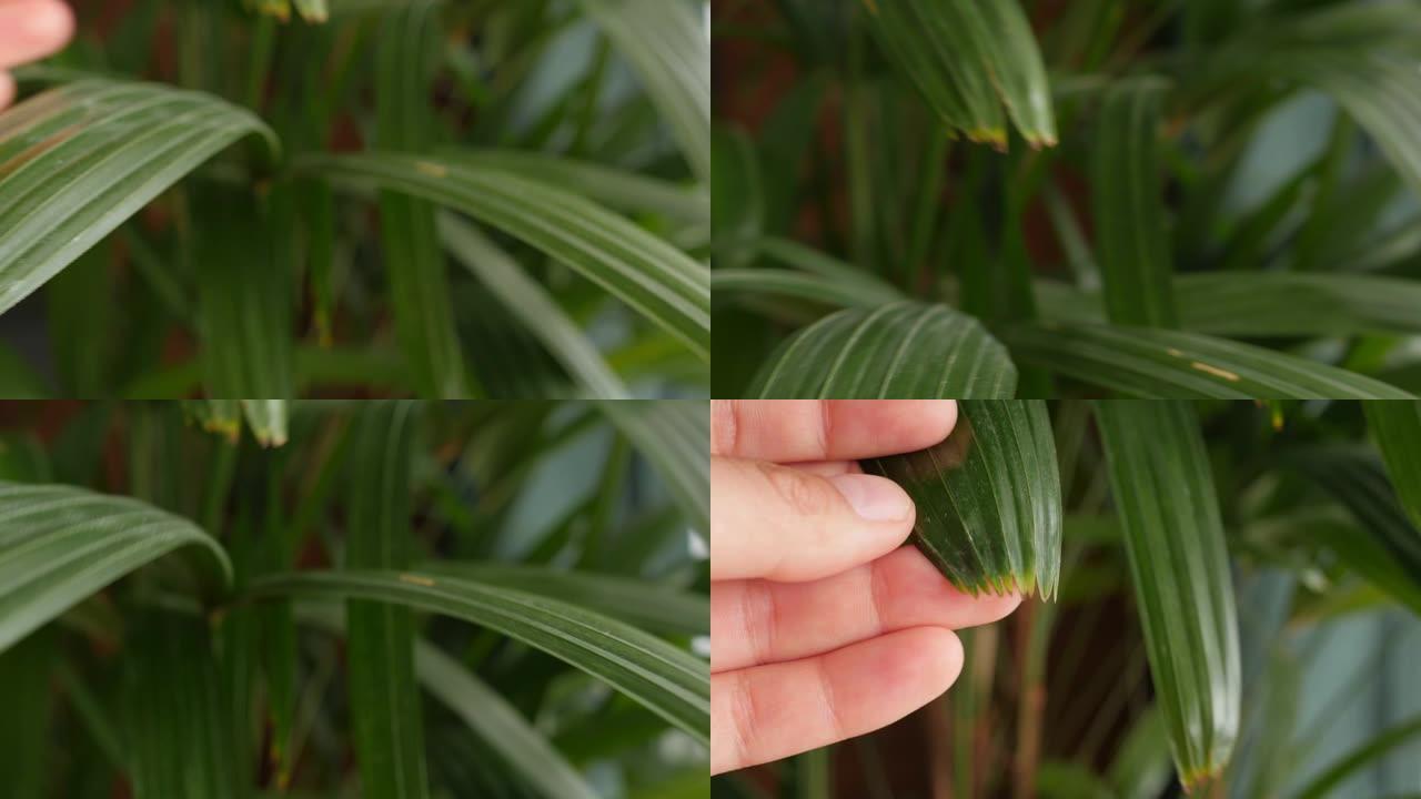 rhapis excelsa，阔叶女士棕榈，竹掌的叶片磨损尖端