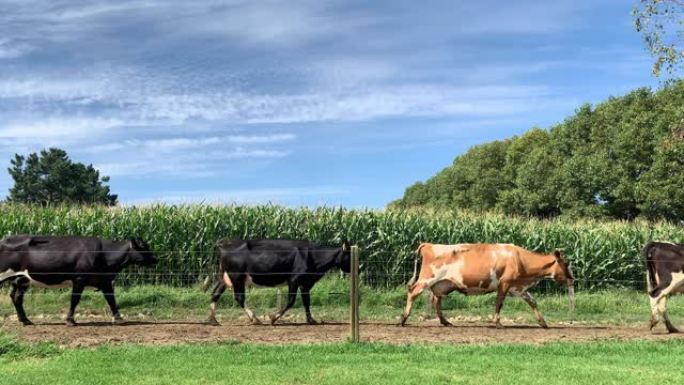 慢速的mo牛走出有机牛奶农场的牛棚，种植了玉米作物，在蓝天和云密布的背景下生长。