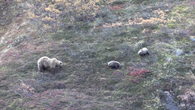 阿拉斯加的灰熊母猪和幼崽