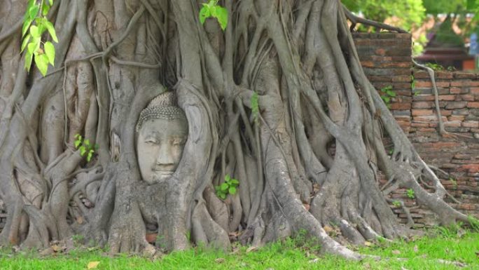 晴天菩提树根中的佛头。泰国大城府马哈那寺看不见的热门旅游目的地
