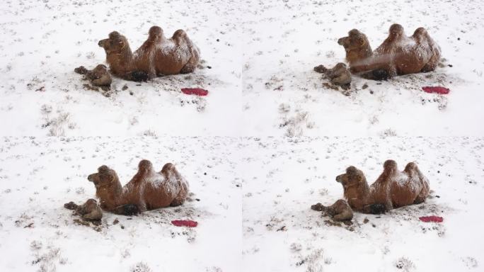 暴风雪 雪中骆驼 小骆驼 寒冷 恶略天气