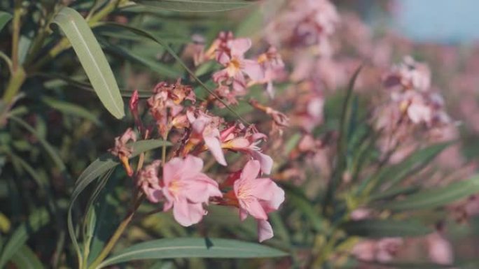 法国南部美丽的热带粉色花朵素馨花 (鸡蛋花)。特写慢动作镜头