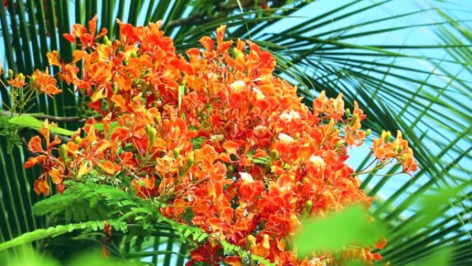 红色凯撒小花盛开，棕榈叶背景