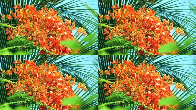 红色凯撒小花盛开，棕榈叶背景