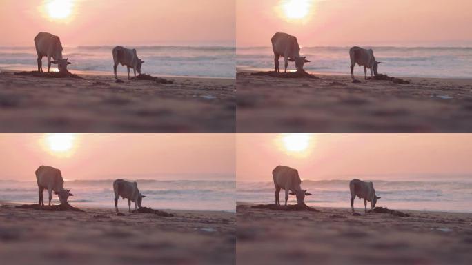 黎明时海滩上的奶牛。印度奥里萨邦。