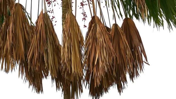 夏季风吹着树上的干棕榈树枝