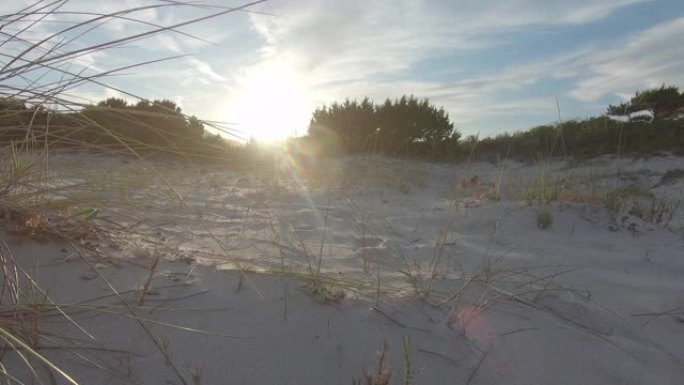 一丛马兰草(沙冬青)在日落时被风吹动在海滩的沙丘上，在背光拍摄的平色轮廓