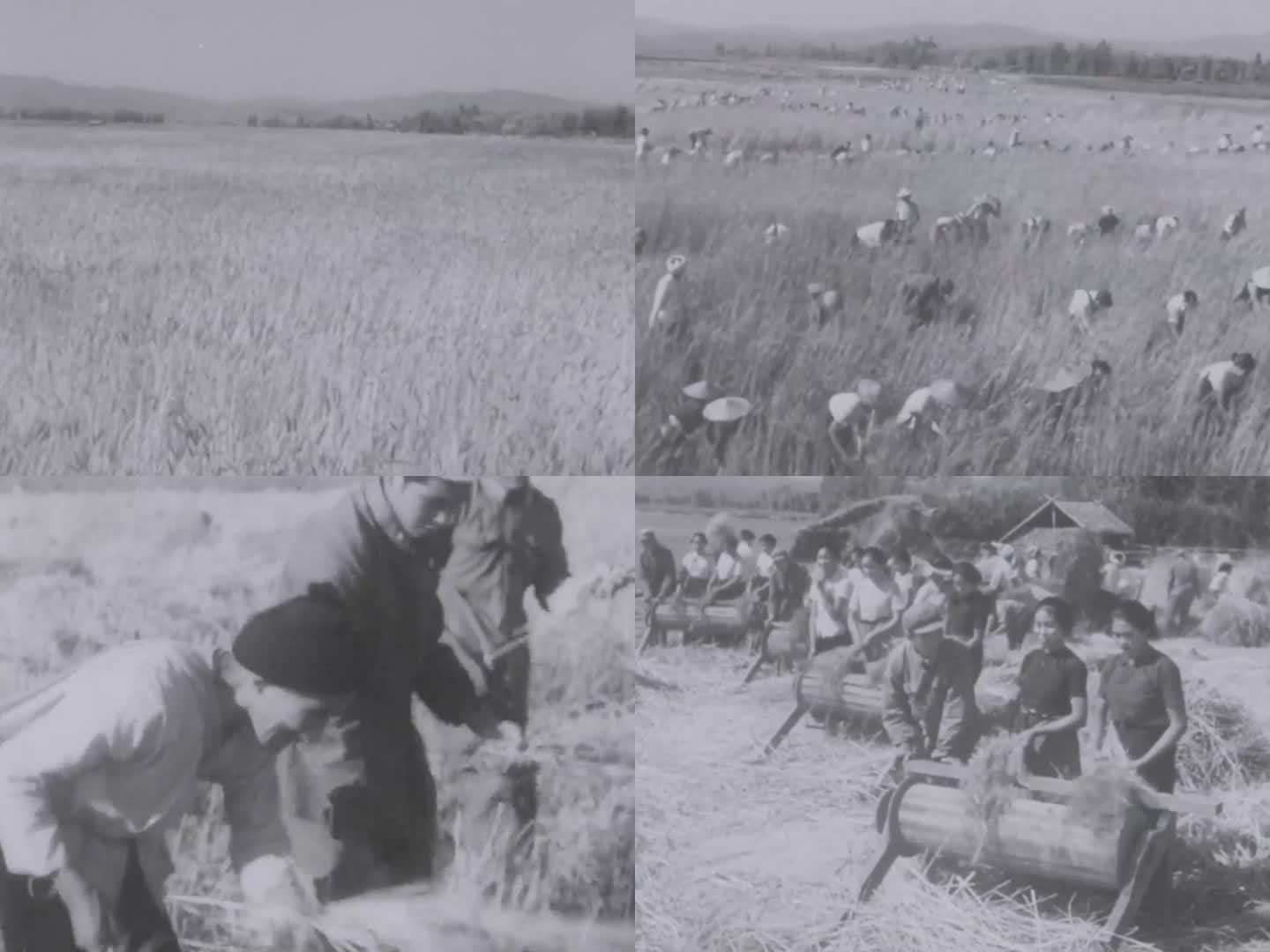 云南傣族 小麦丰收 割麦子 5060年代