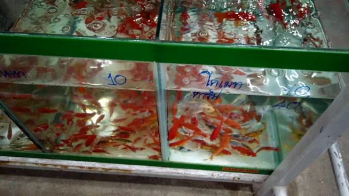 在鱼市场上选择和购买色彩丰富的不同水族馆鱼