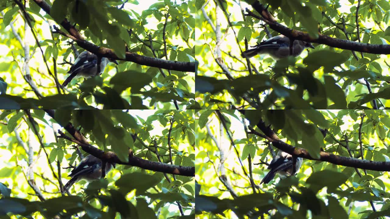 忙碌的杰伊，树上的鸟，春天。蓝鸟坐在树枝上。