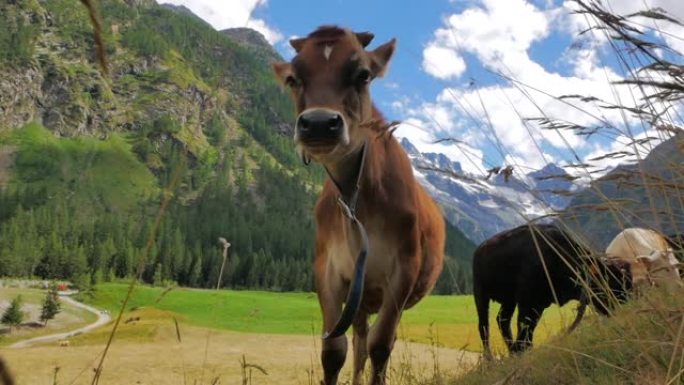在法国瑞士阿尔卑斯山的云层和蓝天中放牧的奶牛