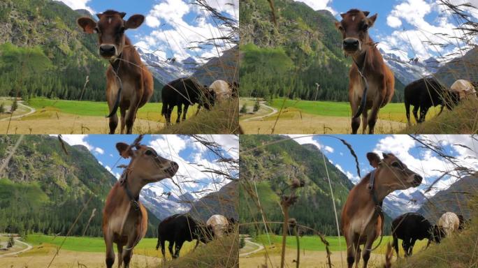 在法国瑞士阿尔卑斯山的云层和蓝天中放牧的奶牛
