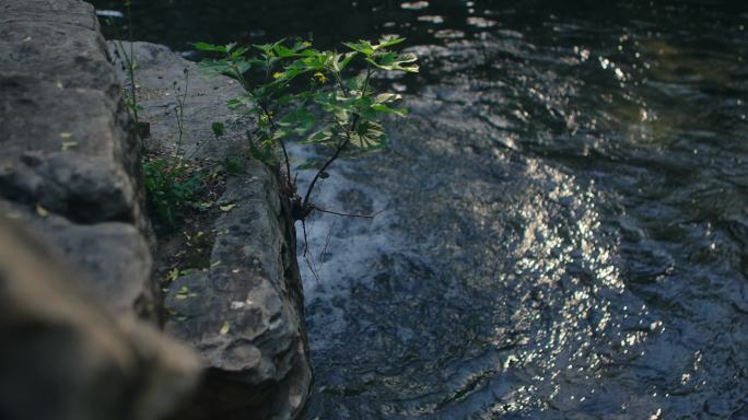 【正版素材】绿色自然植物小溪流水