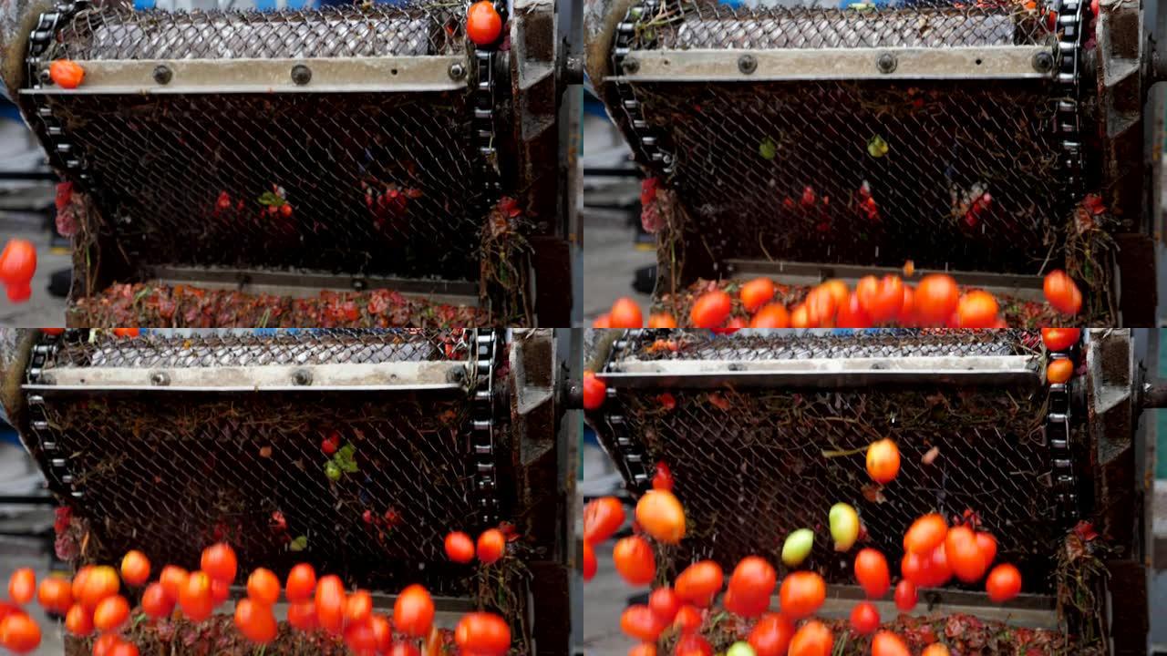 新鲜的西红柿落在slo-mo的现代农业植物中的旋转条纹上