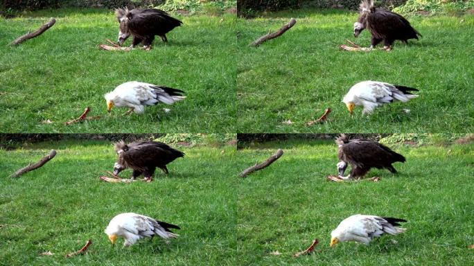 秃鹫 (Aegypius monachus，Neophron percnopterus) 以地面为食