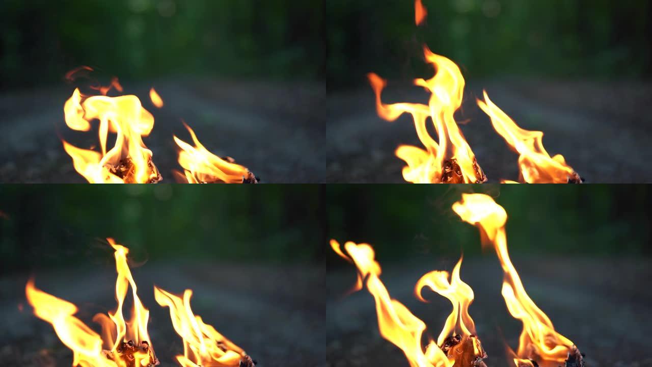 火焰的舌头在晚林的背景上闭合。