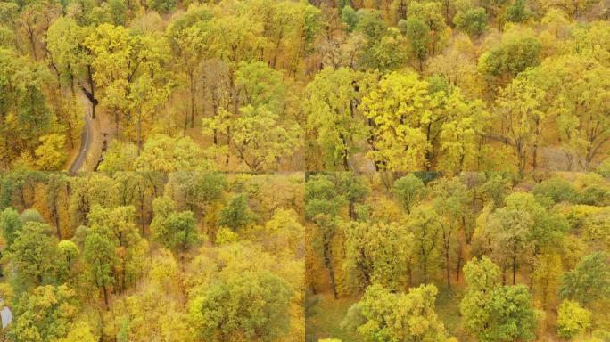 美丽的秋树，红黄绿绿。无人机在秋季森林上的缓慢飞行。