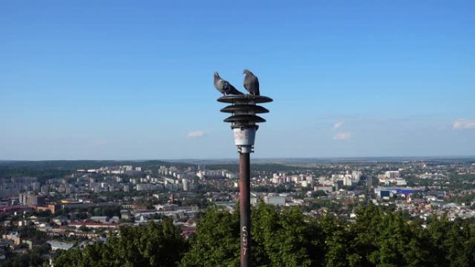鸽子坐在城市背景的灯笼上。
