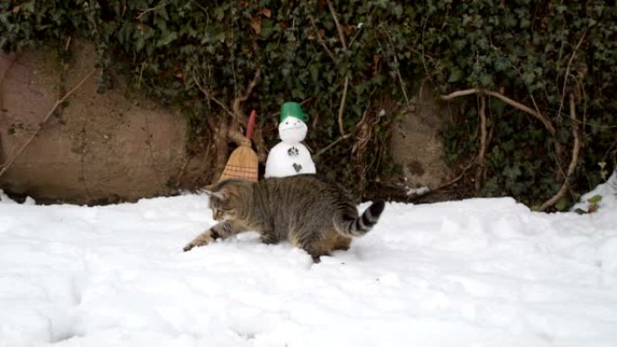 虎斑猫和雪人