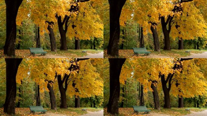 公园里的秋天金秋时节无人空境金黄树叶