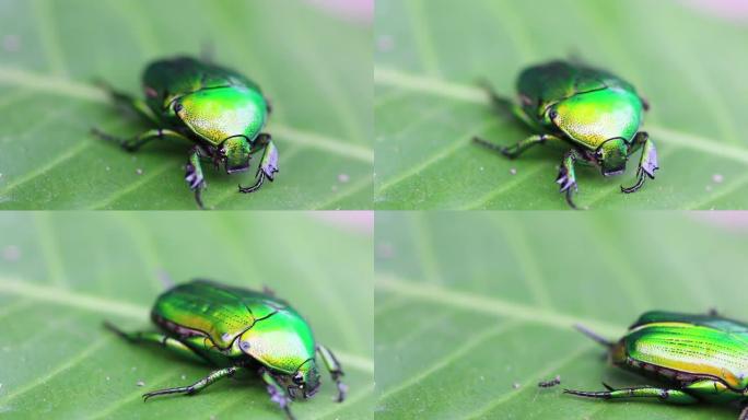 叶甲虫，花更安全，玫瑰金龟子，叶甲虫，金龟子。闪亮的翠绿色金属大甲虫坐在绿叶上。丹西甲虫的特写。
