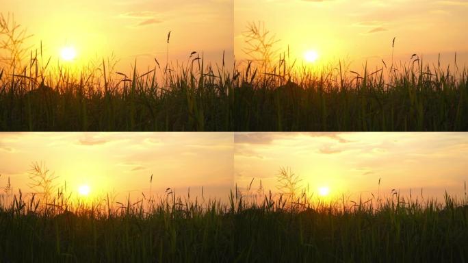 阳光普照在开始播种的稻田里