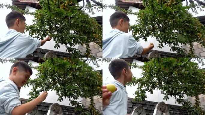 可爱的男孩从杏树上摘水果