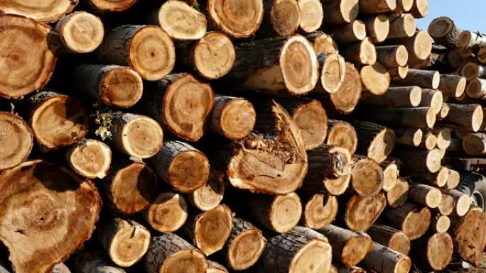 砍伐杨树，砍伐杨树用于木材，木材贸易，建筑用杨木，