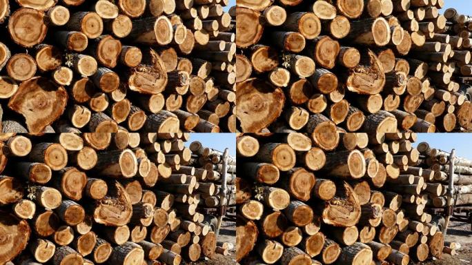 砍伐杨树，砍伐杨树用于木材，木材贸易，建筑用杨木，