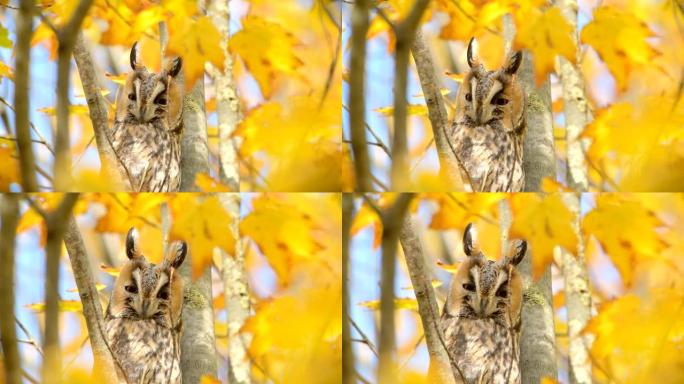 长耳猫头鹰 (Asio otus) 在秋天的日子里坐在一棵黄色叶子的树上。