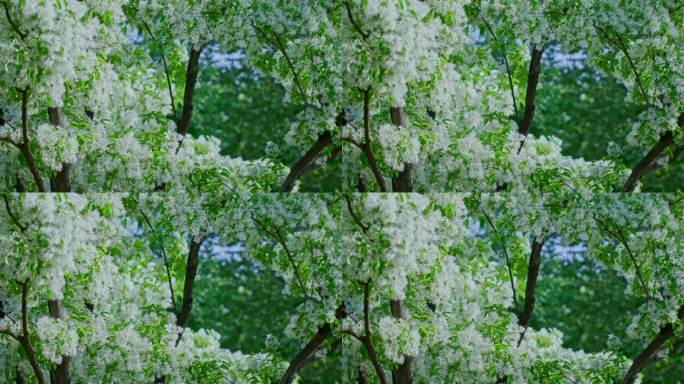 春天阳光下的白色流苏树